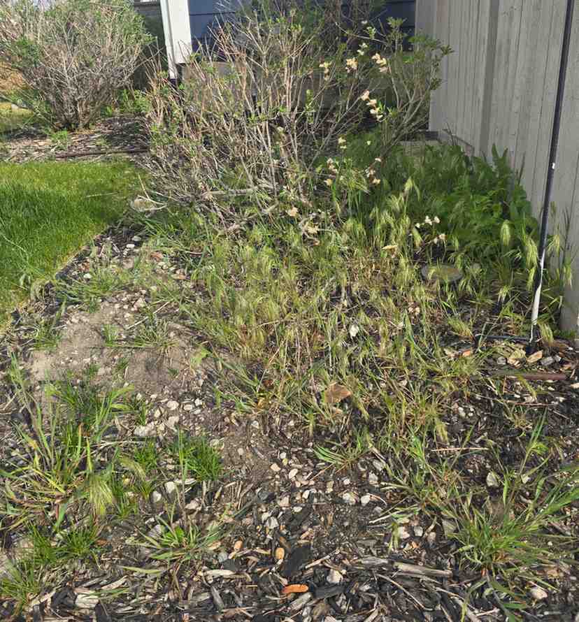Mulching before