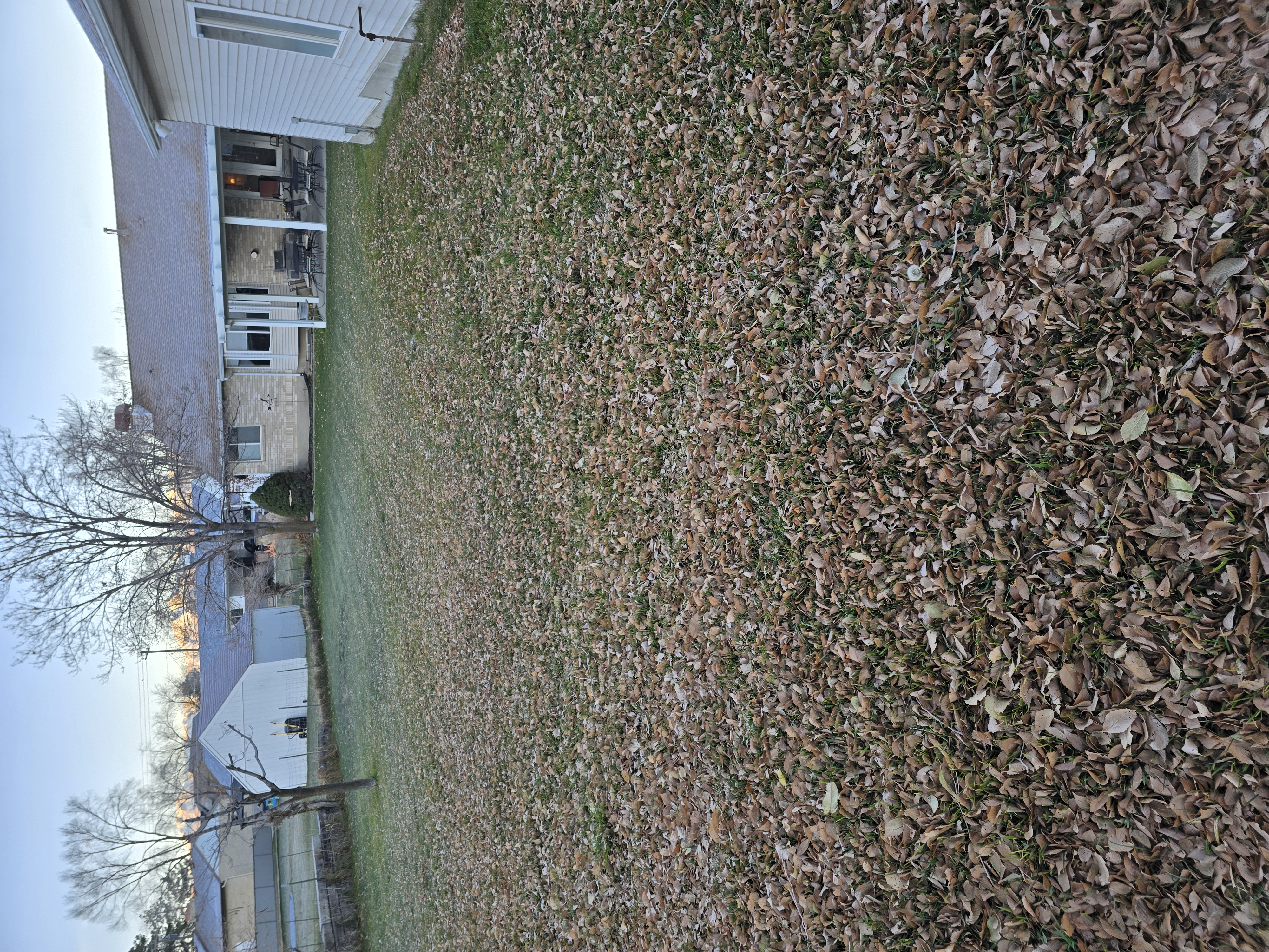 Seasonal cleanup before — yard covered in fallen leaves