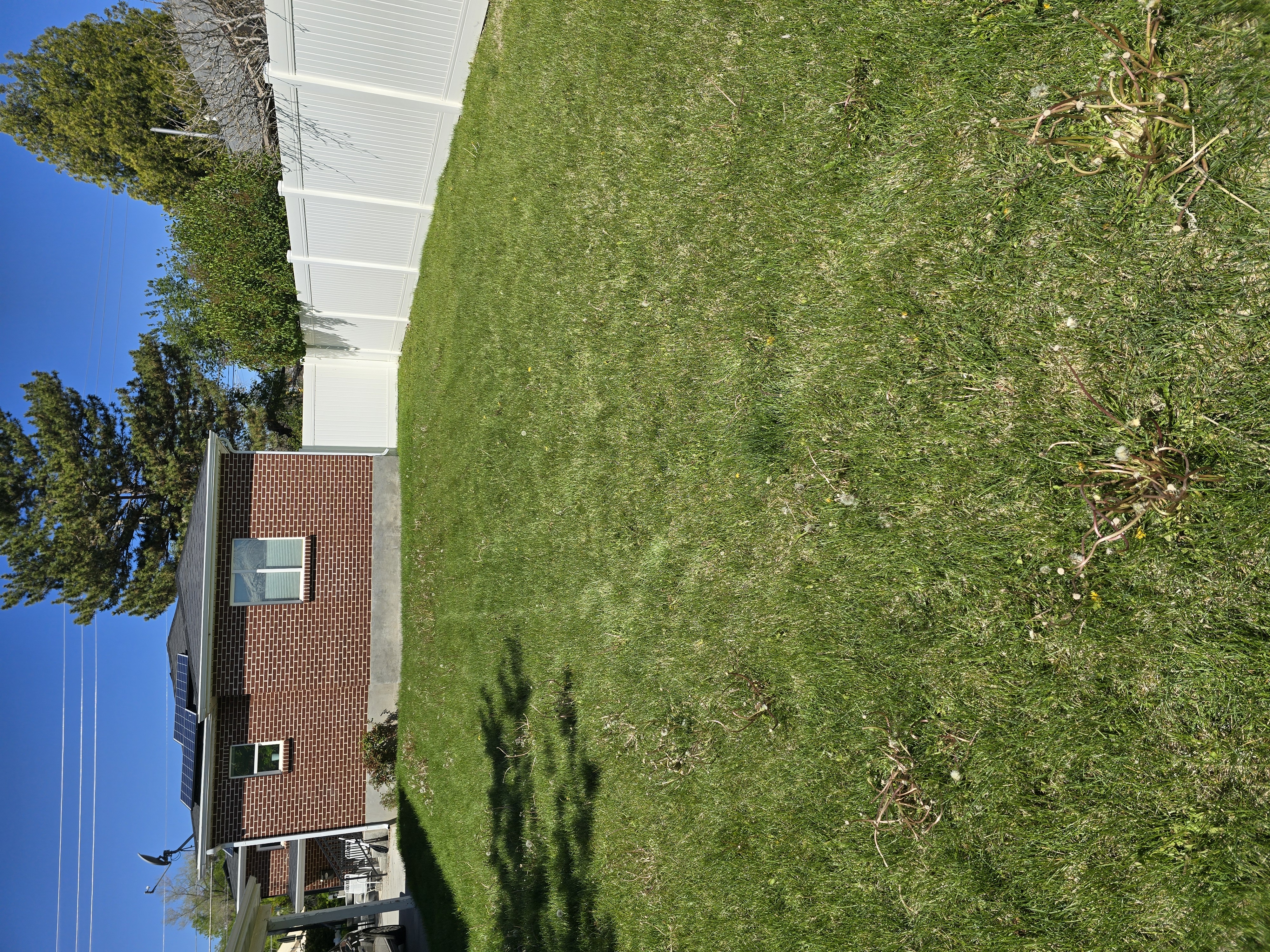 Lawn mow before — overgrown grass with scattered clippings and debris